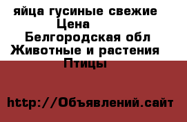 яйца гусиные свежие › Цена ­ 30 - Белгородская обл. Животные и растения » Птицы   